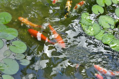 Güzel bir gölet, seçici odak renkli Japon Koi Carp balık. 