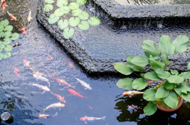 Güzel bir gölet, seçici odak renkli Japon Koi Carp balık. 