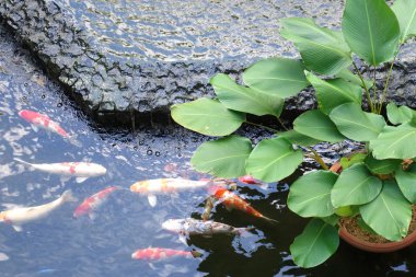 Güzel bir gölet, seçici odak renkli Japon Koi Carp balık. 
