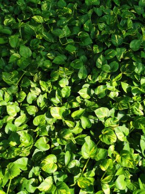 Yeşil para bitkisi (Epipremnum Pinnatum)