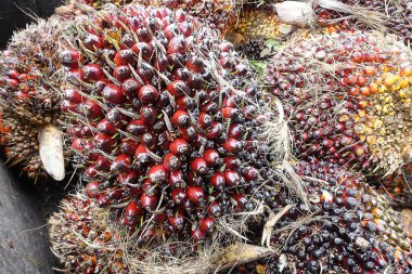 Afrika Yağı Palm (Elaeis guineensis). Petrol palmiye batı Afrika kökenli ama dünyanın birçok tropikal bölgelerde yetiştirilen. Endonezya & Malezya dünyadaki palmiye yağının yaklaşık %85'ini üretiyor.