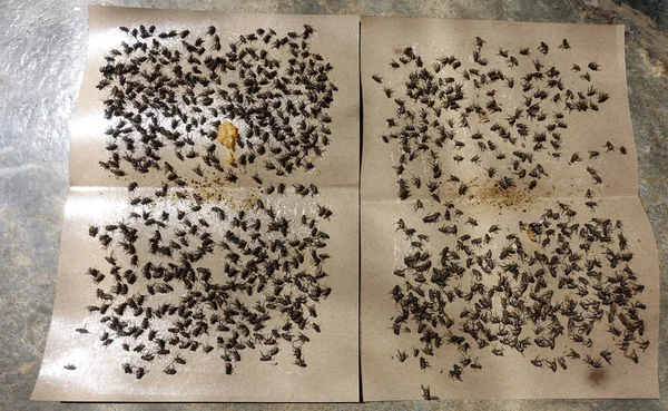 粘着性のフライペーパートラップに巻き込まれたフライ マレーシアや他のアジア諸国で人気の昆虫採集方法 — ストック写真
