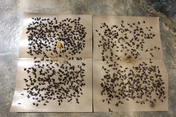 粘着性のフライペーパートラップに巻き込まれたフライ マレーシアや他のアジア諸国で人気の昆虫採集方法 — ストック写真