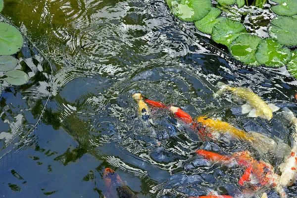 美しい池の中のカラフルな鯉の魚 選択的な焦点 — ストック写真