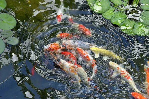 Colorful Japanese Koi Carp Fish Lovely Pond Selective Focus — Stock Photo, Image