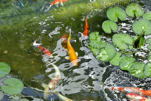 Colorful Japanese Koi Carp Fish Lovely Pond Selective Focus — Stock Photo, Image