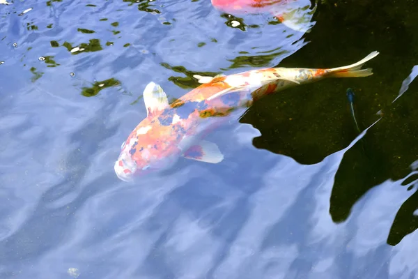 Πολύχρωμα Ιαπωνικά Κόι Ψάρια Κυπρίνου Μια Υπέροχη Λιμνούλα Επιλεκτική Εστίαση — Φωτογραφία Αρχείου