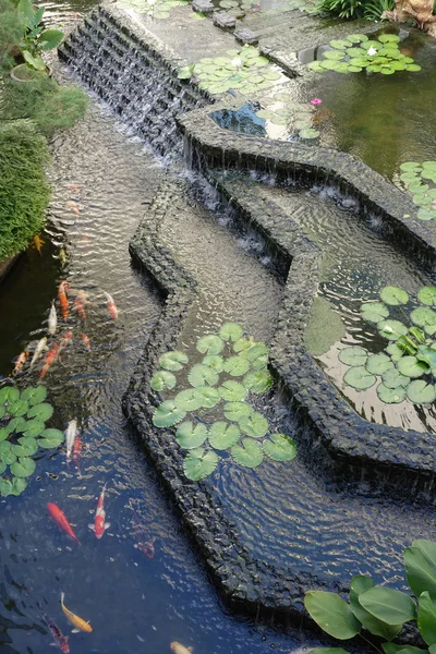 美しい池の中のカラフルな鯉の魚 選択的な焦点 — ストック写真