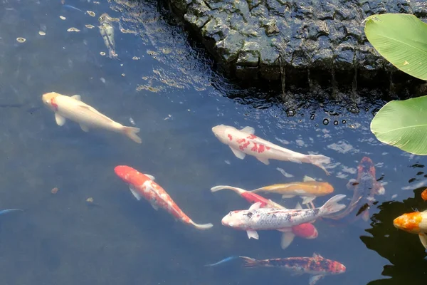 Ikan Koi Carp Jepang Yang Berwarna Warni Kolam Yang Indah — Stok Foto