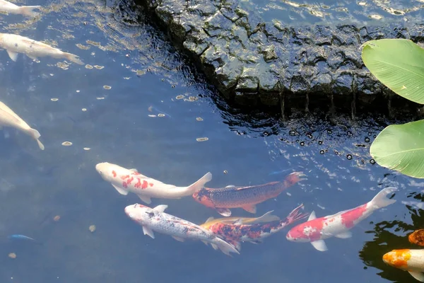 Colorful Japanese Koi Carp fish in a lovely pond, selective focus.