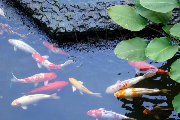 美しい池の中のカラフルな鯉の魚 選択的な焦点 — ストック写真