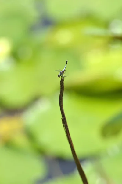 在莲花池的荷花茎上休息 选择性聚焦 — 图库照片