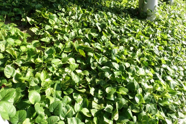 Green money plant (Epipremnum Pinnatum)