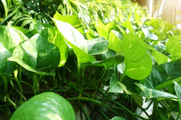 Grüne Geldpflanze Epipremnum Pinnatum — Stockfoto