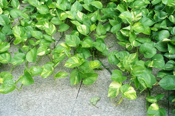 Green Money Plant Epipremnum Pinnatum — Stockfoto