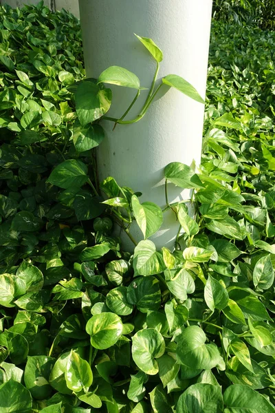 Green money plant (Epipremnum Pinnatum)