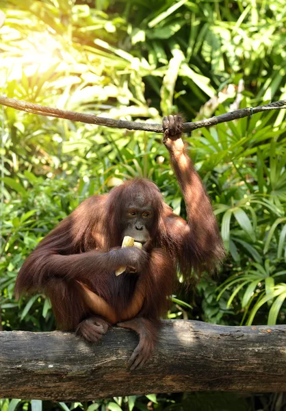 Primer Plano Del Orangután Parque Enfoque Selectivo — Foto de Stock