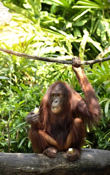 Zbliżenie Orangutanu Parku Ostrość Selektywna — Zdjęcie stockowe