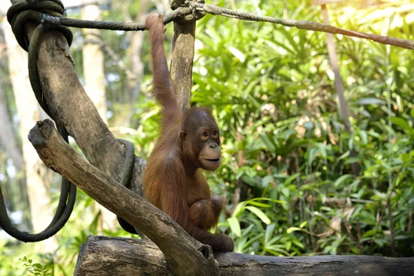 Parkta Orangutana Yakın Çekim Seçici Odaklanma — Stok fotoğraf