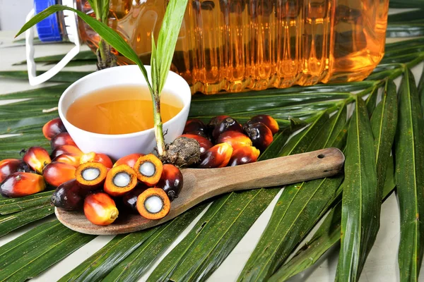 非洲油棕榈 伊拉斯吉尼尼西 油棕起源于西非 但它在世界许多热带地区种植 印度尼西亚和马来西亚生产全球约85 的棕榈油 — 图库照片