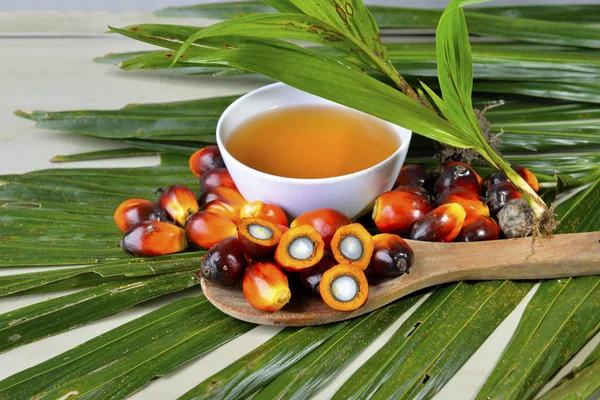 Afrikaanse Olie Palm Elaeis Guineensis Olie Palm Afkomstig Uit West — Stockfoto