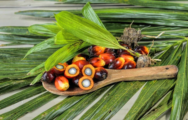 アフリカのオイルパーム エレイス ギネンシス オイルパームは西アフリカに由来するが 世界の多くの熱帯地域で栽培されています インドネシアとマレーシアは世界のパーム油の約85 を生産 — ストック写真