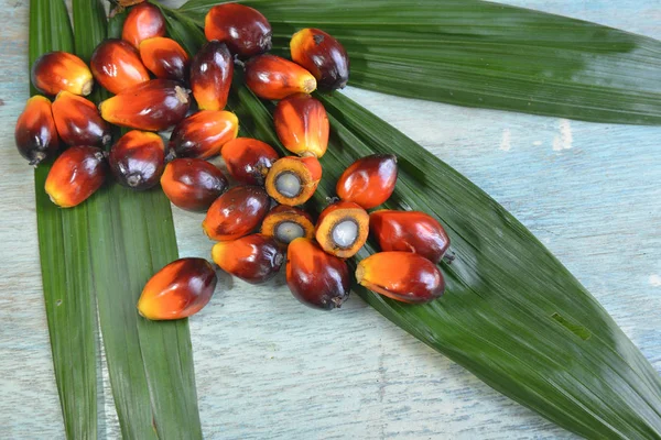 African Oil Palm Elaeis Guineensis Palma Aceitera Origina África Occidental —  Fotos de Stock