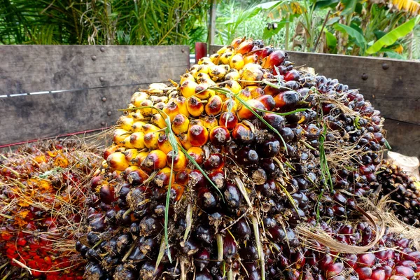 Afrikansk Oljepalm Elaeis Guineensis Oljepalmer Härstammar Från Västafrika Men Odlas — Stockfoto