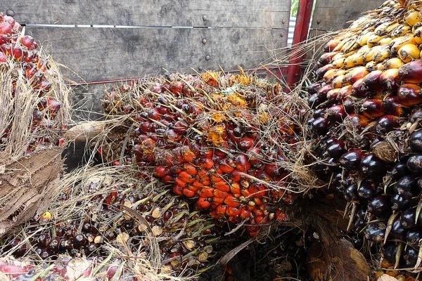 Afrykańskiego Oleju Palmowego Elaeis Guineensis Palma Olejowa Pochodzi Afryki Zachodniej — Zdjęcie stockowe