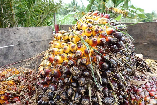 アフリカのオイルパーム エレイス ギネンシス オイルパームは西アフリカに由来するが 世界の多くの熱帯地域で栽培されています インドネシアとマレーシアは世界のパーム油の約85 を生産 — ストック写真