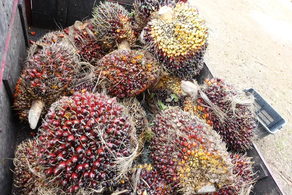 Afrika Yağı Palm Elaeis Guineensis Petrol Palmiye Batı Afrika Kökenli — Stok fotoğraf