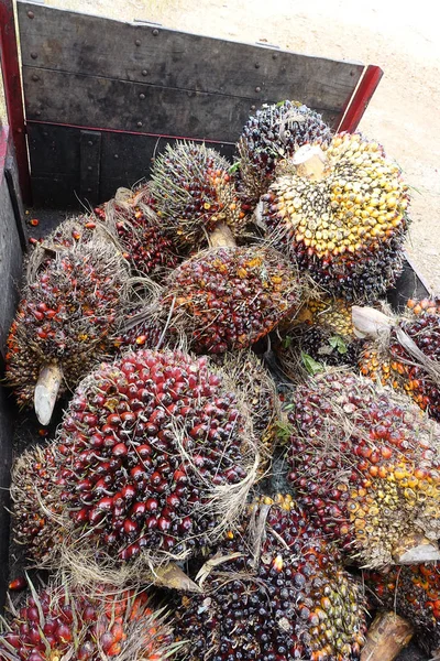 Afrikanische Ölpalme Elaeis Guineensis Ölpalme Stammt Ursprünglich Aus Westafrika Wird — Stockfoto