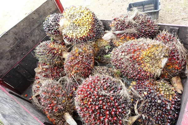 African Oil Palm Elaeis Guineensis Palma Aceitera Origina África Occidental — Foto de Stock