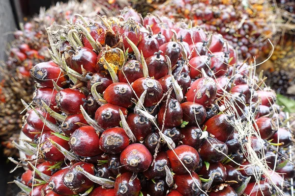 Afrikaanse Olie Palm Elaeis Guineensis Olie Palm Afkomstig Uit West — Stockfoto