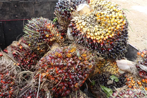 African Oil Palm Elaeis Guineensis Oil Palm Originates West Africa — Stock Photo, Image