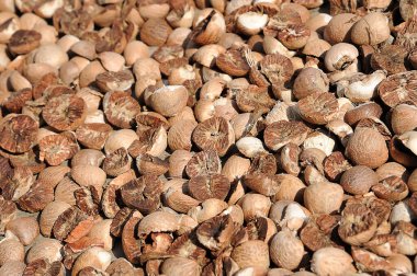 Betel cevizine yakın çekim. Betel fındığı, bir tür palmiye ağacı olan areca palmiyesinin meyvesinin tohumudur. Ayrıca areca nutku olarak da bilinir, seçici odaklanma.. 