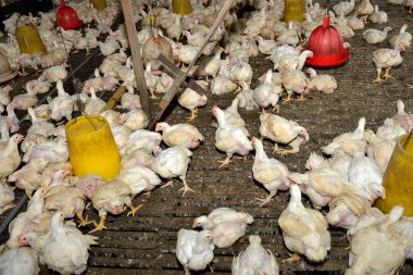 Tavuk eti için tavuk çiftliğinde tavuk, beyaz tavuk çiftliği endüstrisi, seçici odaklanma.