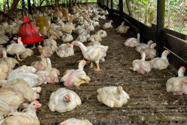 Tavuk eti için tavuk çiftliğinde tavuk, beyaz tavuk çiftliği endüstrisi, seçici odaklanma.