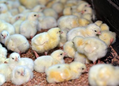 Tavuk eti için tavuk çiftliğinde tavuk, beyaz tavuk çiftliği endüstrisi, seçici odaklanma.