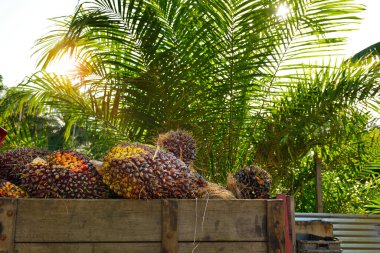 Afrika Yağı Palmiyesi (Elaeis guineensis). Petrol palmiyesi Batı Afrika 'dan gelmektedir ama dünyanın birçok tropikal bölgesinde yetiştirilmiştir. Endonezya & Malezya dünya palmiye yağının yaklaşık% 85 'ini üretiyor.