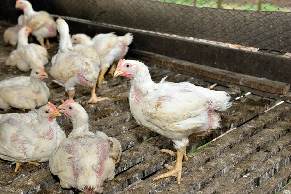 Pollo Granja Avícola Para Carne Pollo Industria Avícola Blanca Enfoque —  Fotos de Stock