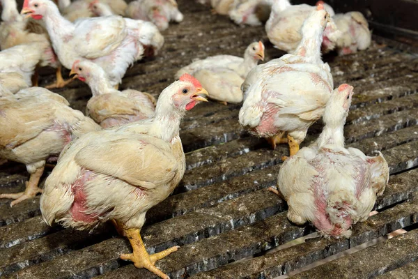 Csirke Baromfitenyésztő Gazdaságban Csirkehús Fehér Csirketenyésztő Ipar Szelektív Fókusz — Stock Fotó