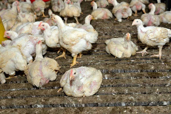 Kip Pluimveehouderij Voor Kippenvlees Witte Kippenhouderij Selectieve Focus — Stockfoto