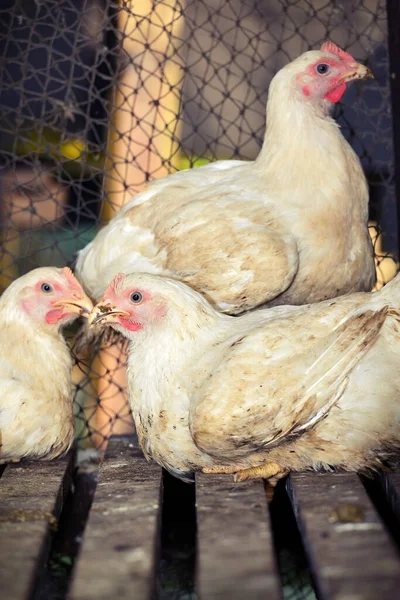 Hühner Geflügelfarmen Für Hühnerfleisch Weisse Hühnerzucht Selektiver Fokus — Stockfoto