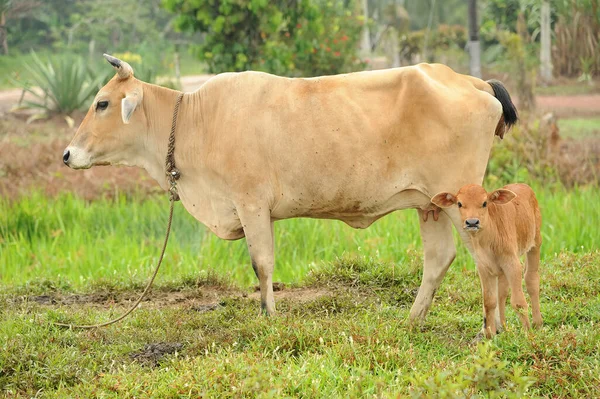 Mother Cow Baby Calf Palm Oil Plantation — Stock Photo, Image
