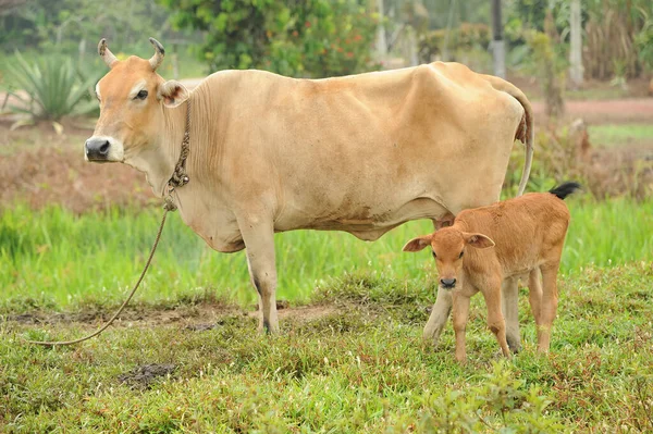 Mother Cow Baby Calf Palm Oil Plantation — Stock Photo, Image