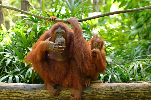 Close Orangutan Park Selective Focus — Stock Photo, Image