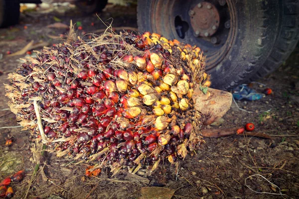 Afrika Yağı Palmiyesi Elaeis Guineensis Petrol Palmiyesi Batı Afrika Dan — Stok fotoğraf