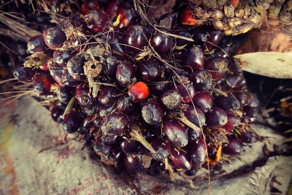 Afrikanische Ölpalme Elaeis Guineensis Ölpalmen Stammen Ursprünglich Aus Westafrika Werden — Stockfoto