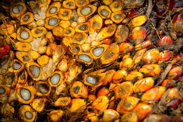 African Oil Palm Elaeis Guineensis Palma Aceitera Origina África Occidental —  Fotos de Stock